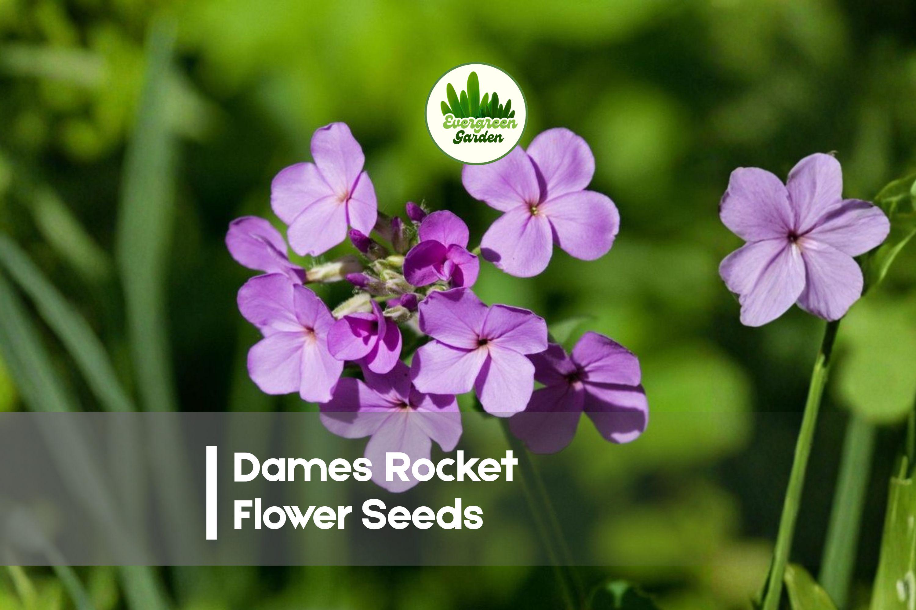 500 Dames Rocket Flower Seeds - Hesperis matronalis, Fragrant Purple Pink White Blooms, Pollinator Attracting, Easy to Grow