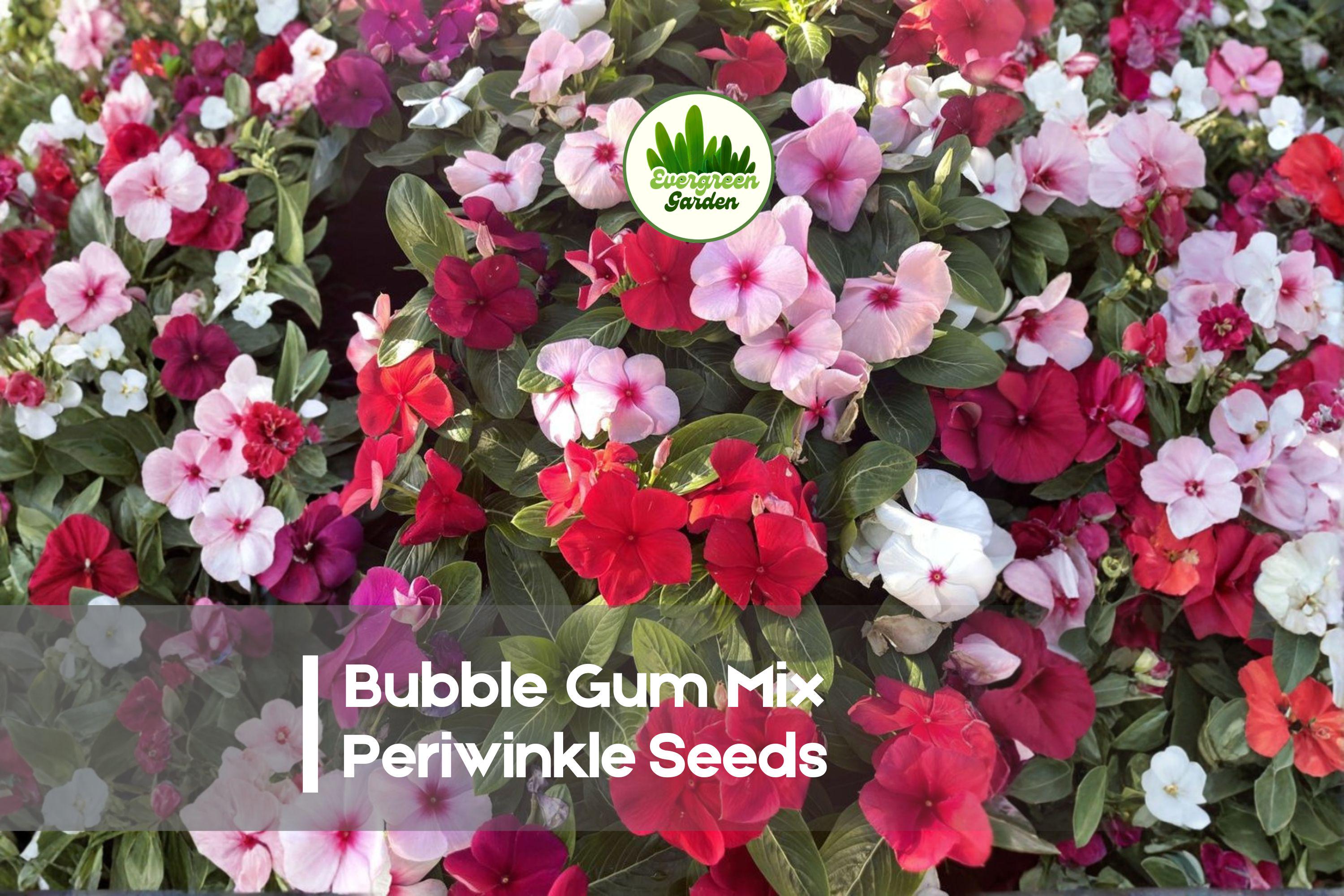 Bubble Gum Mix Periwinkle Seeds, Catharanthus roseus, Vibrant Pink, Lavender, White, Heat-Tolerant, Drought-Resistant, Annual Flower Seeds
