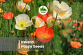1000 Iceland Poppy Seeds, Papaver nudicaule, Mixed Colors, Easy-to-Grow Annual for Gardens, Borders & Cut Flowers