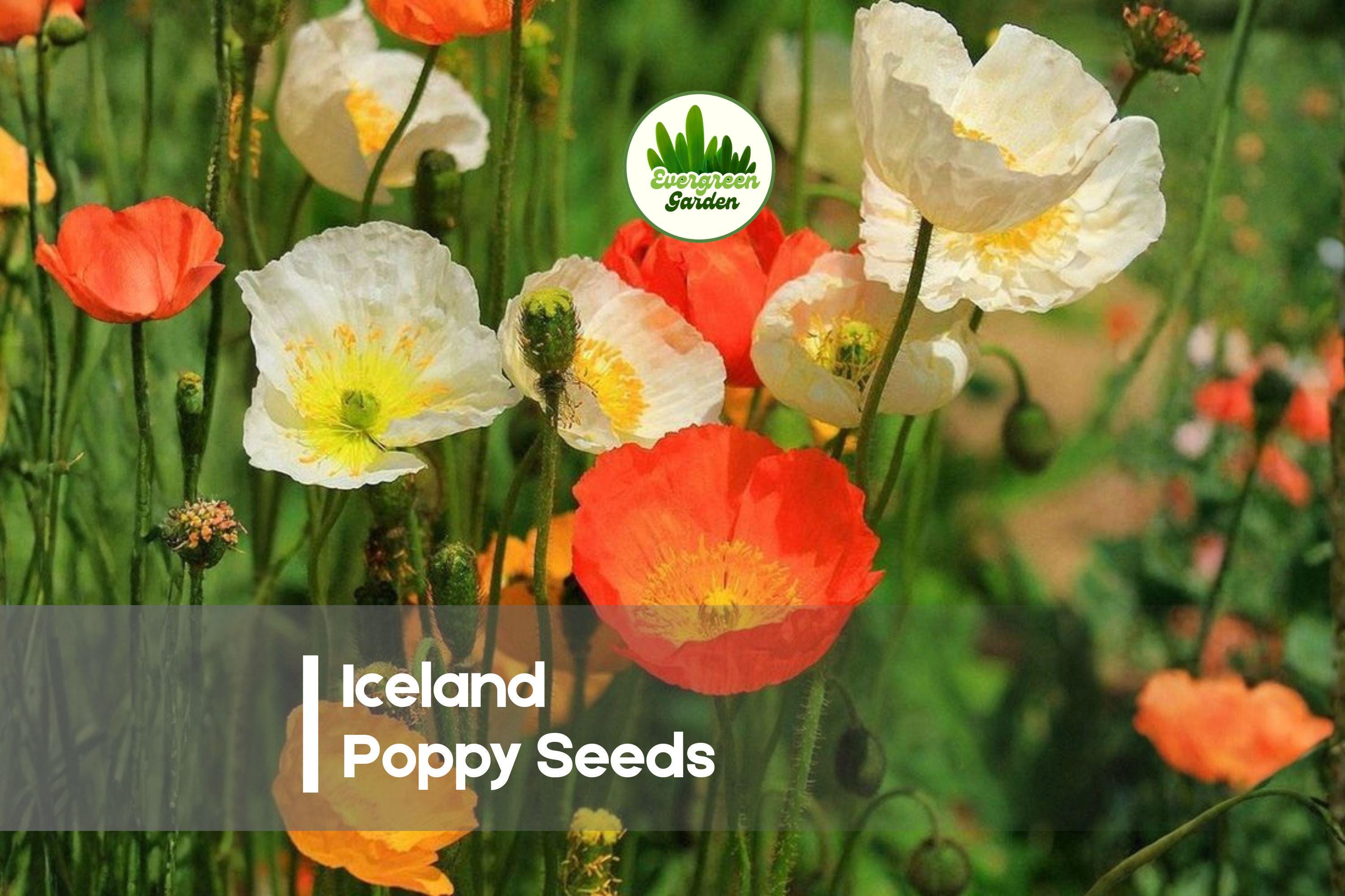 1000 Iceland Poppy Seeds, Papaver nudicaule, Mixed Colors, Easy-to-Grow Annual for Gardens, Borders & Cut Flowers