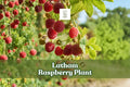 Live Red Raspberry Plant | Latham Rubus idaeus | Fruit-bearing Shrub for Garden or Container