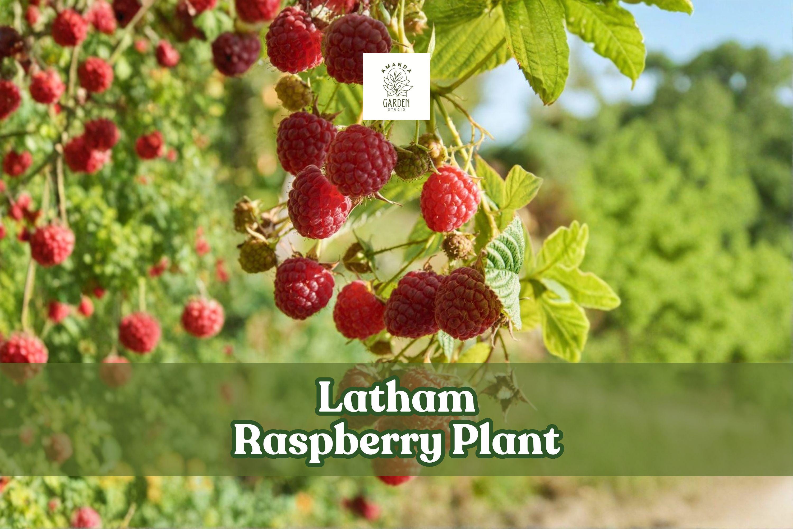 Live Red Raspberry Plant | Latham Rubus idaeus | Fruit-bearing Shrub for Garden or Container