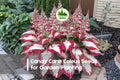 Candy Cane Coleus Seeds – Red and Green Variegated Foliage, Shade-Loving Annual, Solenostemon scutellarioides, 25+ Seeds