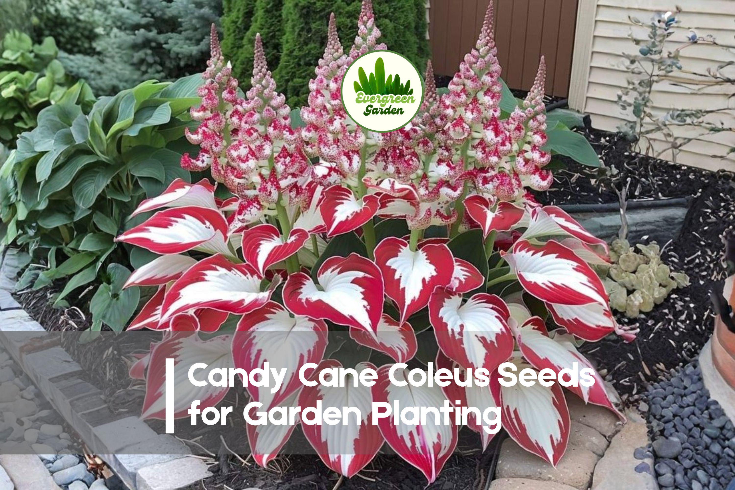 Candy Cane Coleus Seeds – Red and Green Variegated Foliage, Shade-Loving Annual, Solenostemon scutellarioides, 25+ Seeds
