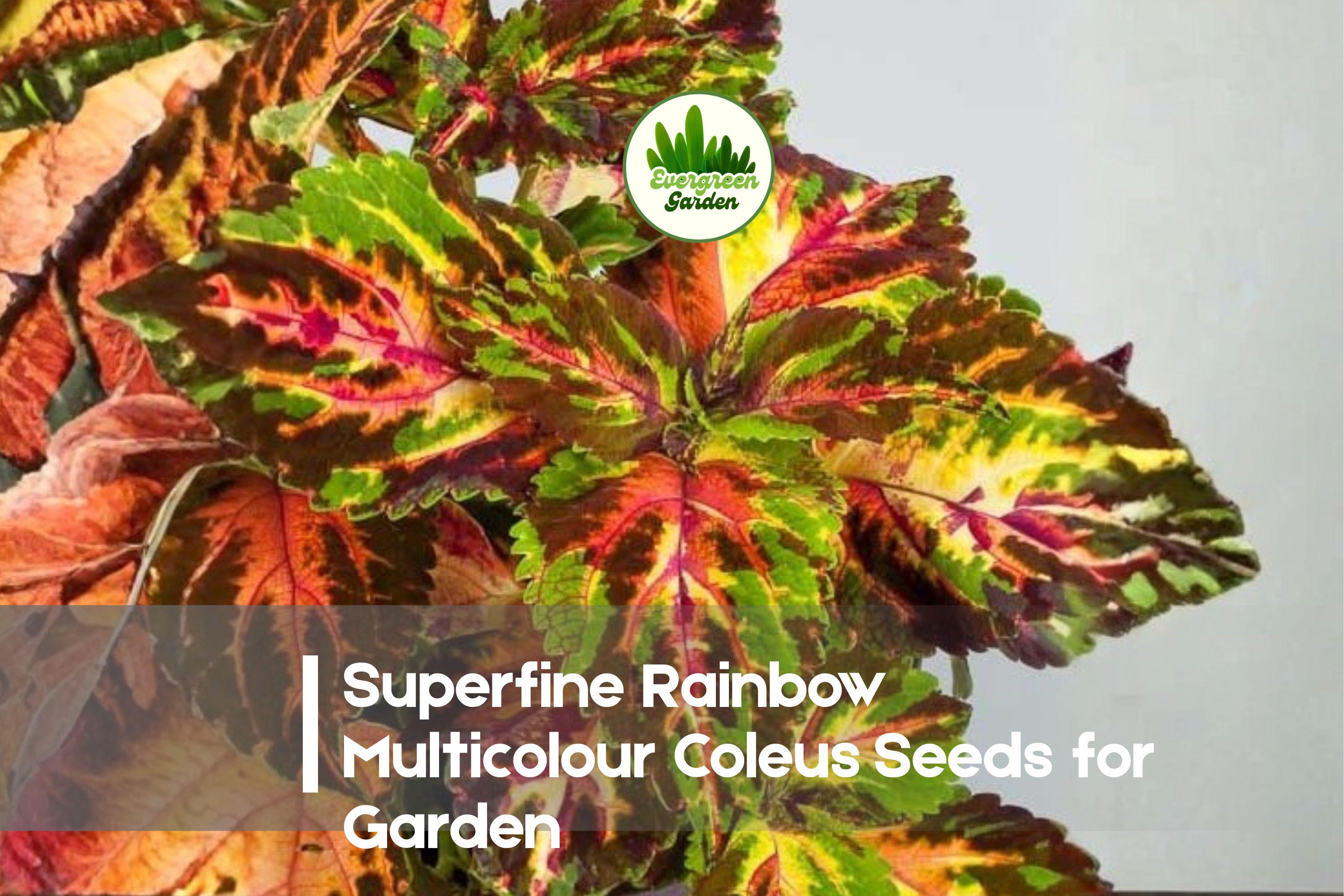Rainbow Multicolour Coleus Seeds - 25+ Superfine Solenostemon scutellarioides for Bright Foliage, Shade Gardens, Containers