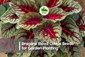 25+ Dragon’s Blood Coleus Seeds - Variegated Foliage, Deep Red & Green, Solenostemon scutellarioides, Shade Tolerant, Indoor & Container Plant