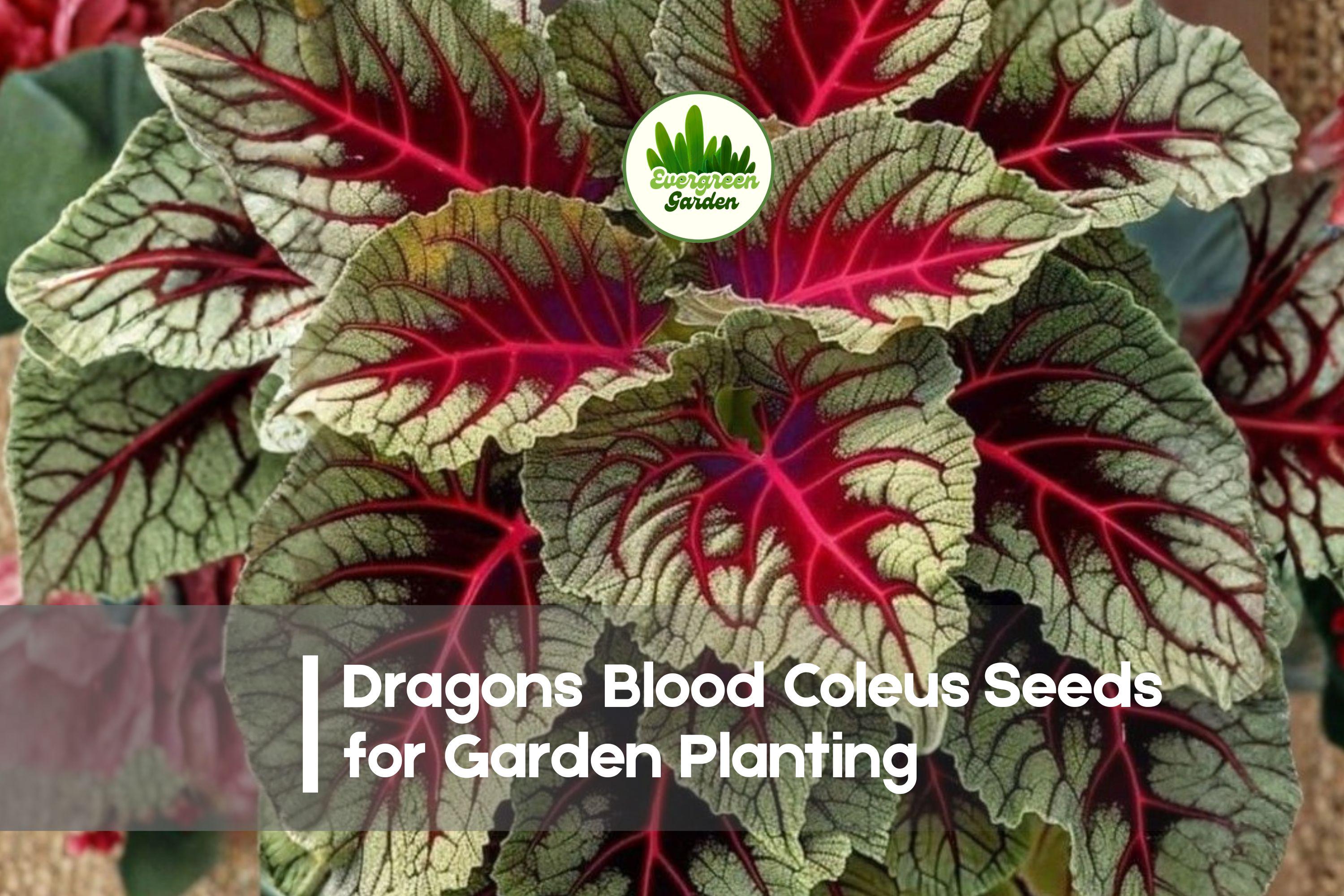25+ Dragon’s Blood Coleus Seeds - Variegated Foliage, Deep Red & Green, Solenostemon scutellarioides, Shade Tolerant, Indoor & Container Plant