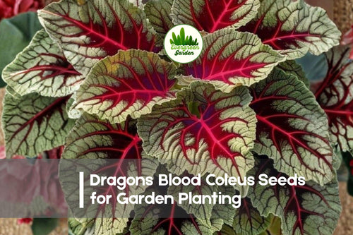 25+ Dragon’s Blood Coleus Seeds - Variegated Foliage, Deep Red & Green, Solenostemon scutellarioides, Shade Tolerant, Indoor & Container Plant