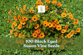 Black Eyed Susan Vine Seeds, Thunbergia alata, Climbing Flower Seeds, Yellow Orange Cream Blooms, Fast-Growing Vine, Garden Trellis