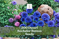 200 Dwarf Bachelor Button Seeds | Centaurea cyanus | Compact Blue Flower Seeds for Borders & Containers
