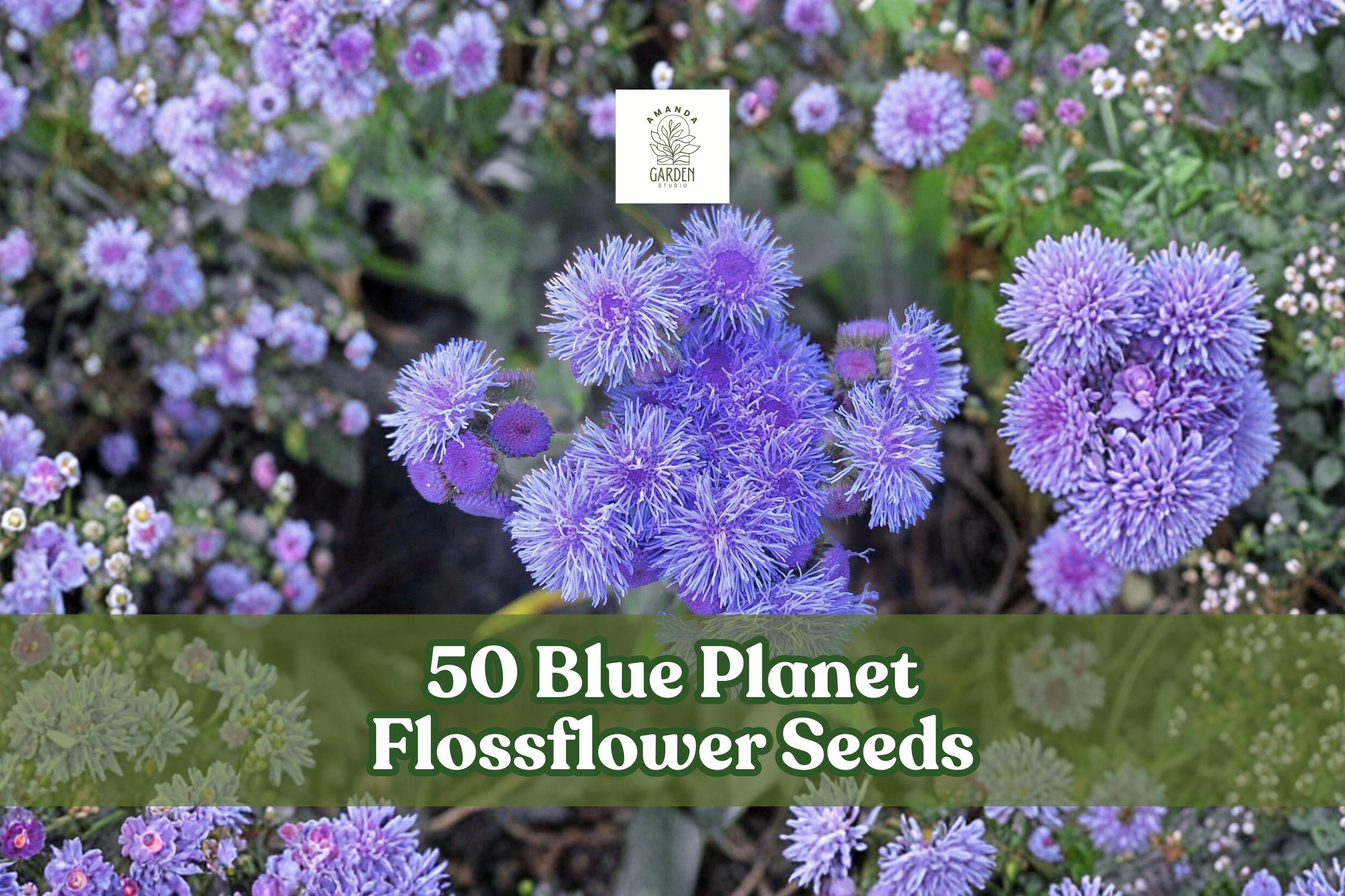 Blue Planet Flossflower Seeds – Ageratum houstonianum, Compact Blue Blooms, 50 Non-GMO Seeds for Borders, Containers & Pollinator Gardens