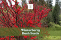 Winterberry Bush Seeds 50 Pack | Ilex verticillata Bright Red Berries | Ornamental Shrub for Landscaping