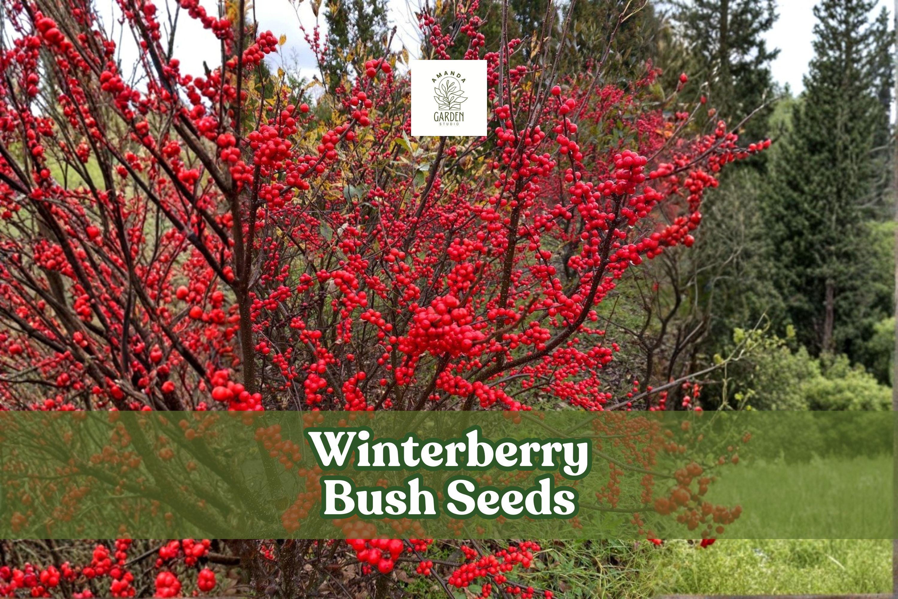 Winterberry Bush Seeds 50 Pack | Ilex verticillata Bright Red Berries | Ornamental Shrub for Landscaping