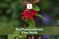 Red Passionflower Vine Seeds – Passiflora princeps, Tropical Climbing Plant, Bright Red Flowers, Non-GMO, Ornamental Garden Plant