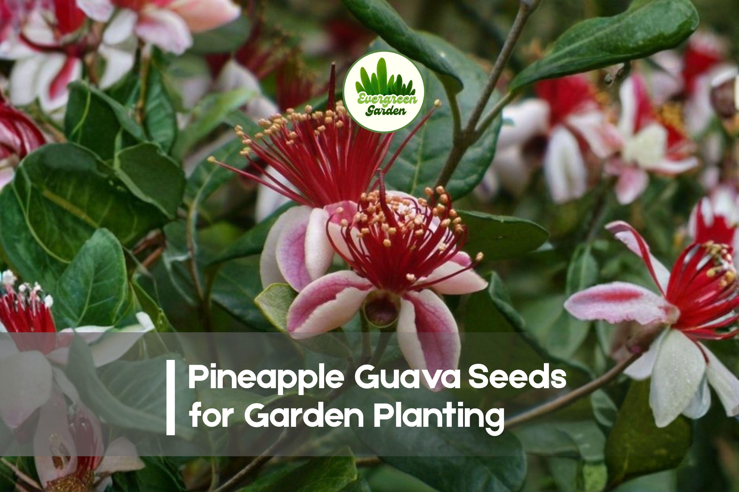 50+ Pineapple Guava Seeds, Feijoa sellowiana, Tropical Evergreen Fruit Shrub, Edible Flowers, Drought Tolerant, Container & Garden Plant
