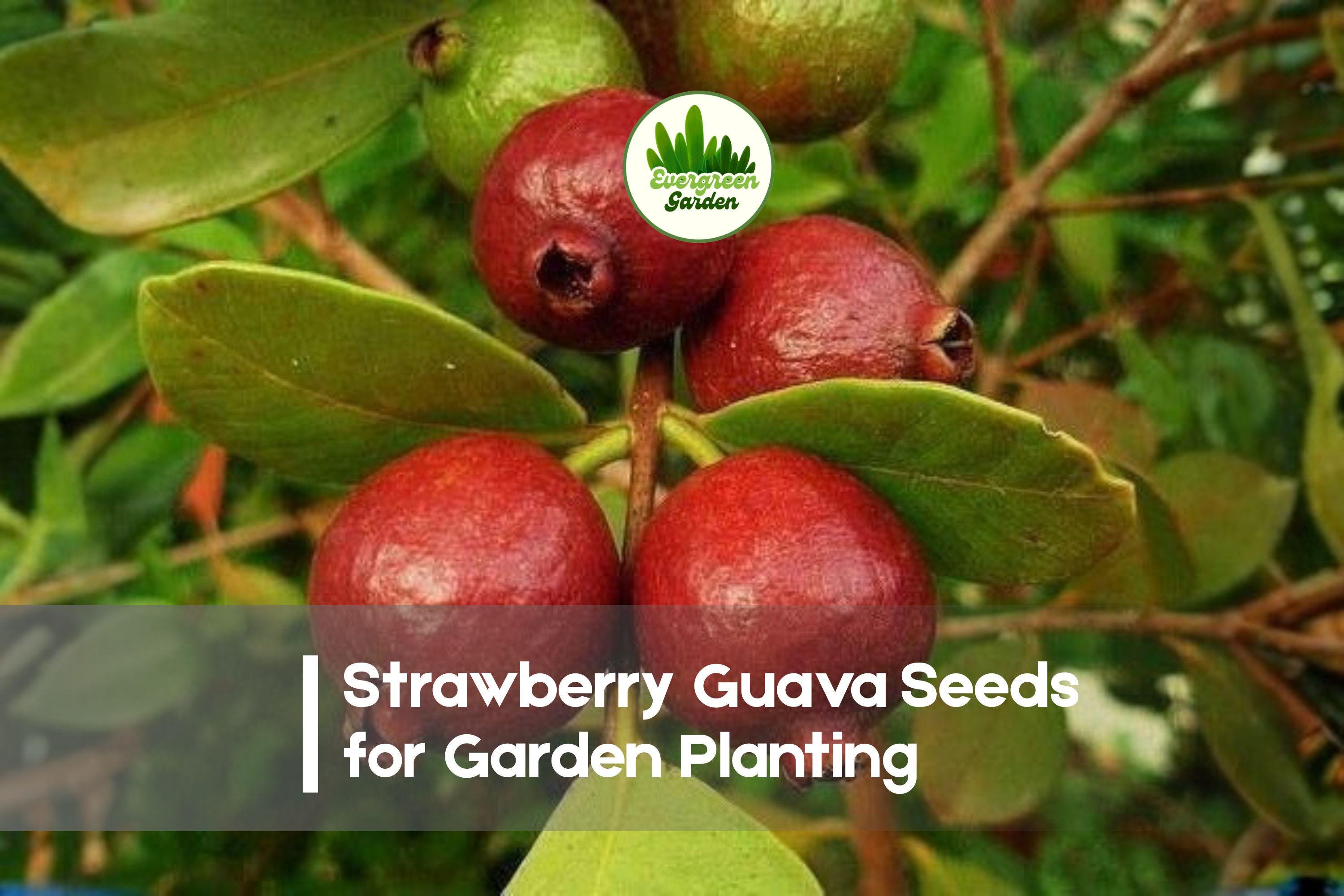 50+ Strawberry Guava Seeds, Psidium cattleyanum, Tropical Fruit, Red Fruit, Edible Garden, Container Growing