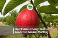 50+ Red Indian Cherry Guava Seeds | Tropical Fruit Tree | Psidium guajava | Edible Garden, Container Growing