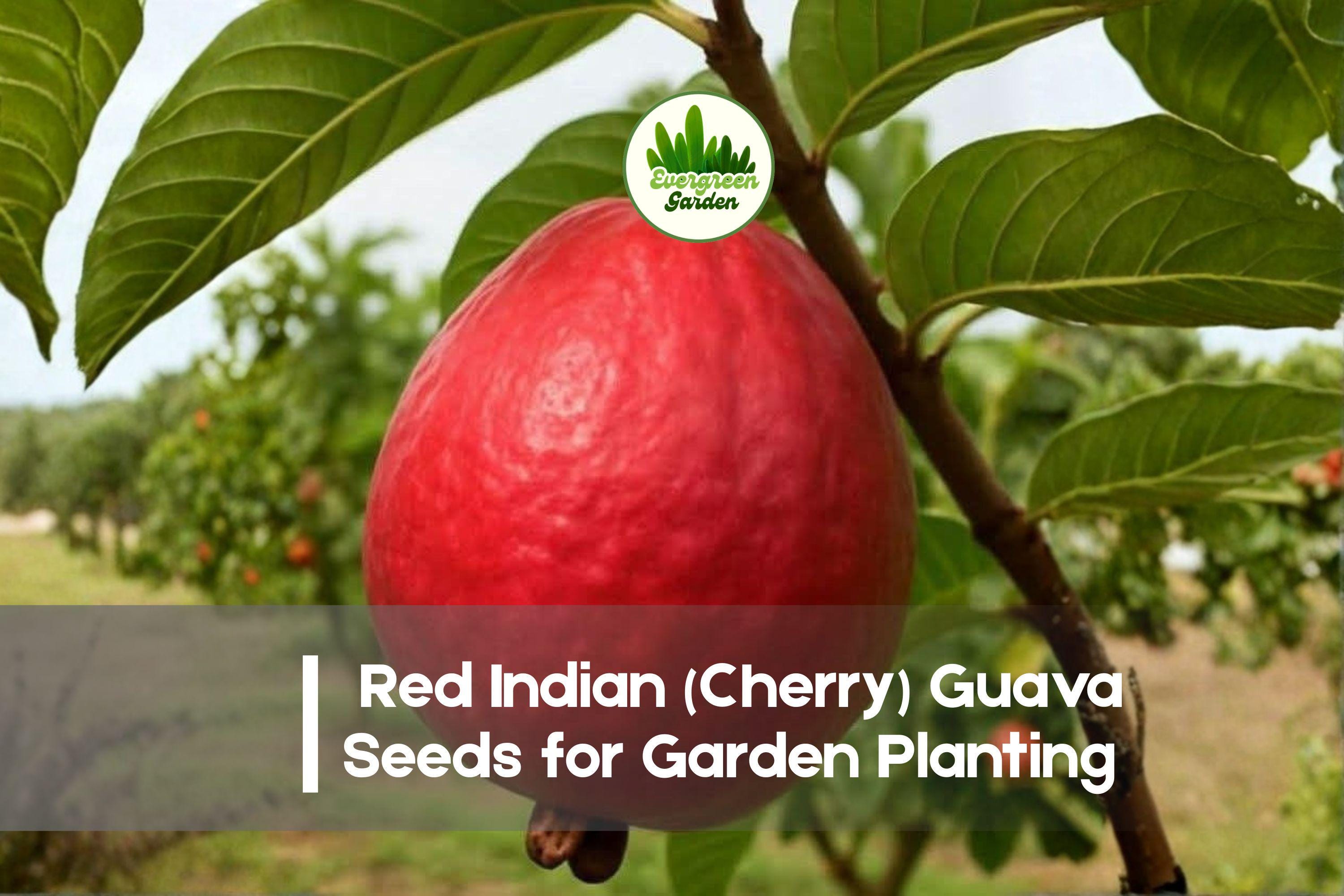 50+ Red Indian Cherry Guava Seeds | Tropical Fruit Tree | Psidium guajava | Edible Garden, Container Growing