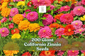 Giant California Zinnia Seeds 200 Pack | Zinnia elegans | Large Colorful Blooms for Gardens & Cut Flowers