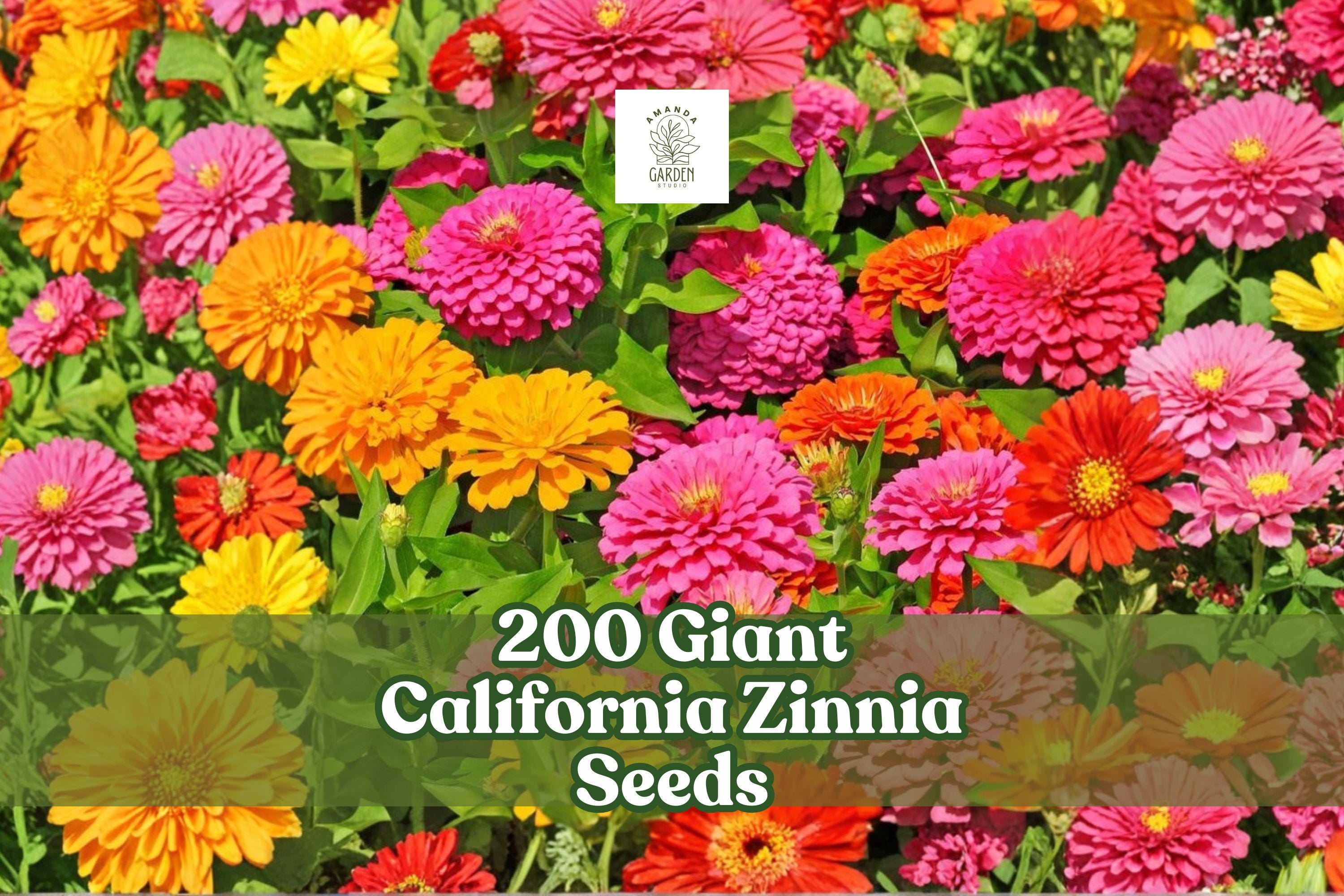 Giant California Zinnia Seeds 200 Pack | Zinnia elegans | Large Colorful Blooms for Gardens & Cut Flowers