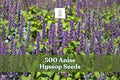 500 Anise Hyssop Seeds Agastache foeniculum Fragrant Pollinator Wildflower Perennial Herb