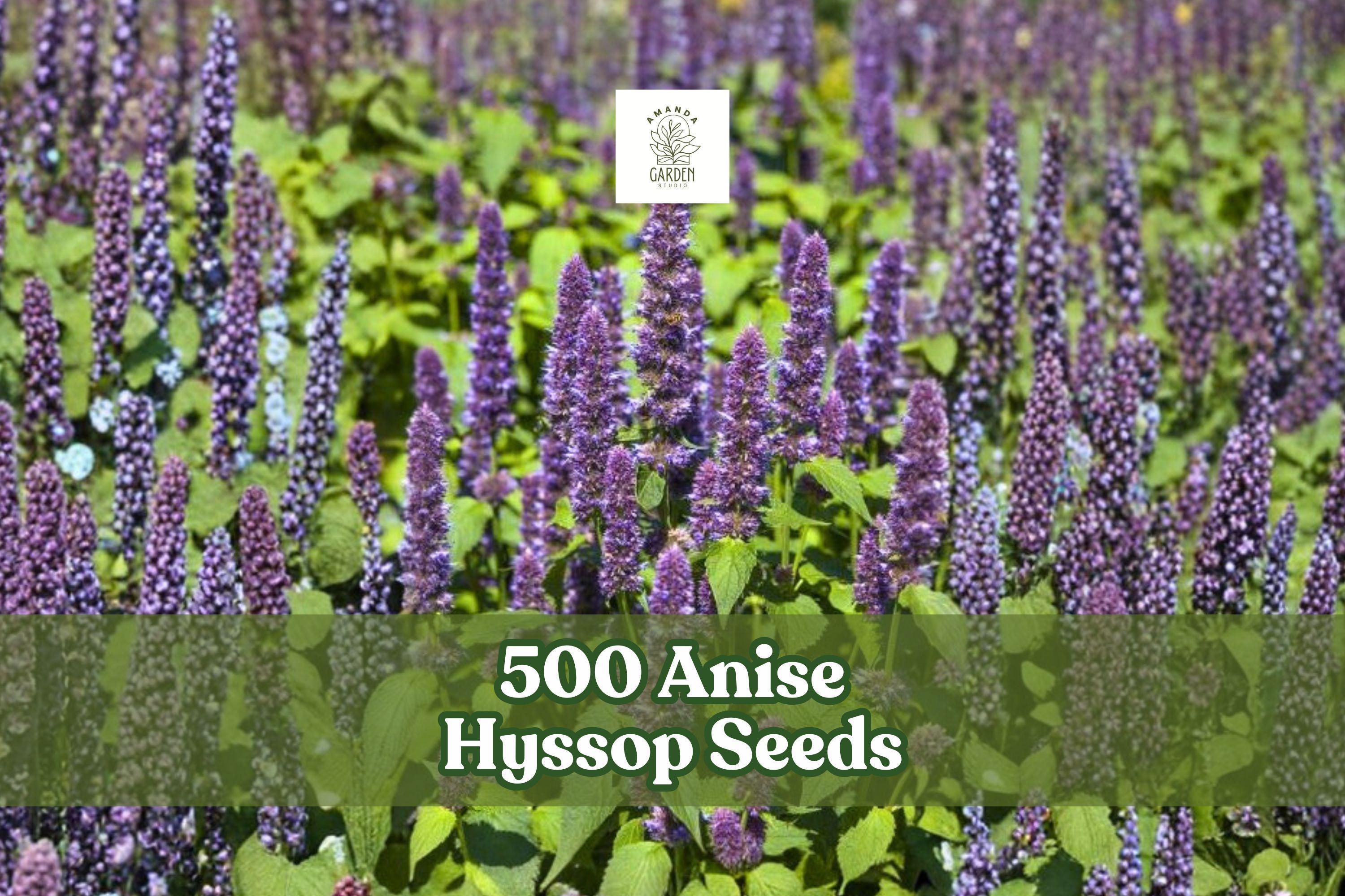 500 Anise Hyssop Seeds Agastache foeniculum Fragrant Pollinator Wildflower Perennial Herb