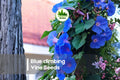 Blue Climbing Vine Seeds - Fast-Growing Annual with Blue Blooms for Trellises, Fences & Arches