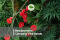 Red Ipomoea Climbing Vine Seeds – Bright Red Blooms, Fast-Growing Annual, Trellises & Fences, Ipomoea spp.
