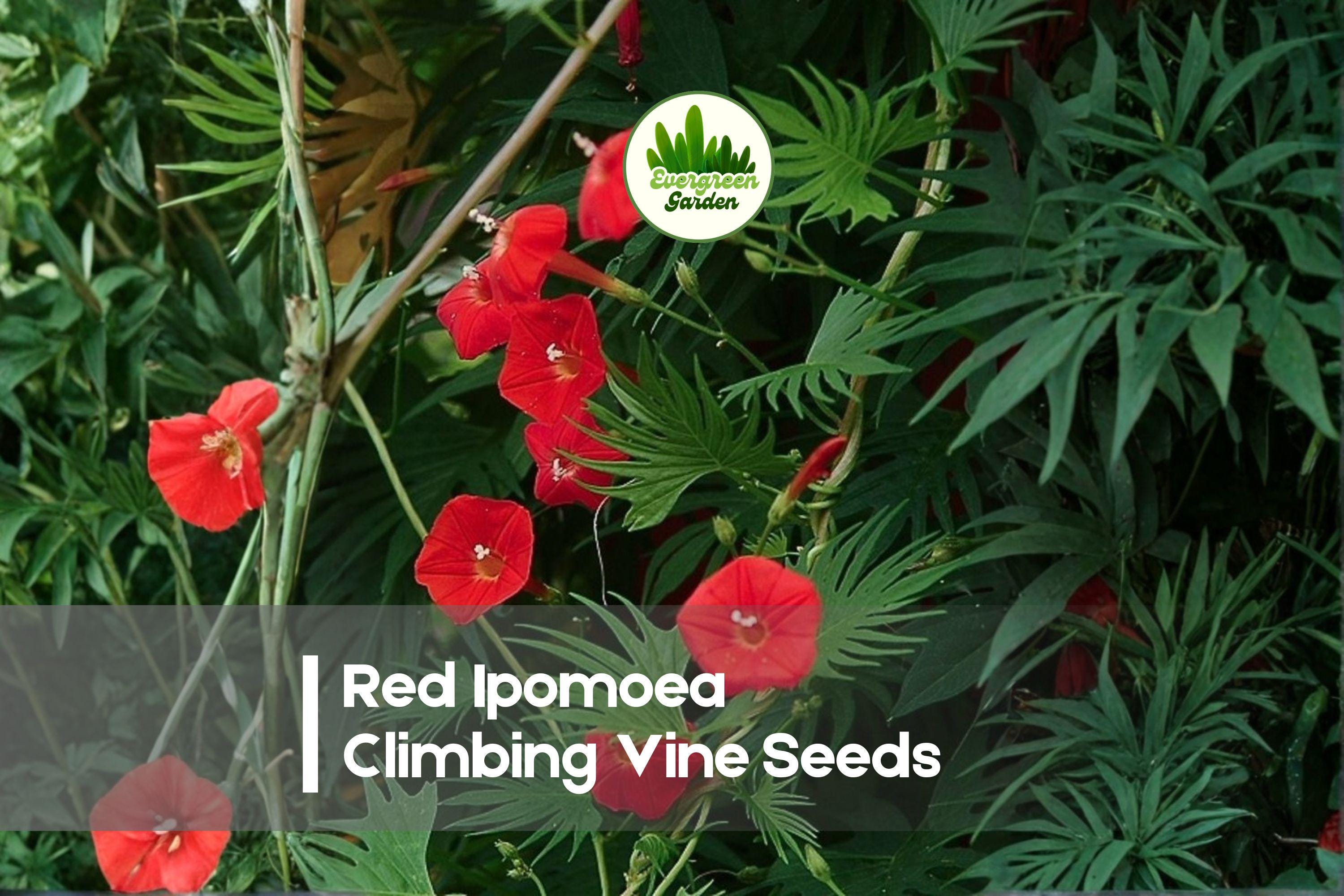 Red Ipomoea Climbing Vine Seeds – Bright Red Blooms, Fast-Growing Annual, Trellises & Fences, Ipomoea spp.