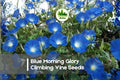 300 Blue Morning Glory Climbing Vine Seeds, Ipomoea tricolor, Vibrant Blue Flowers, Fast-Growing Annual for Trellises & Fences