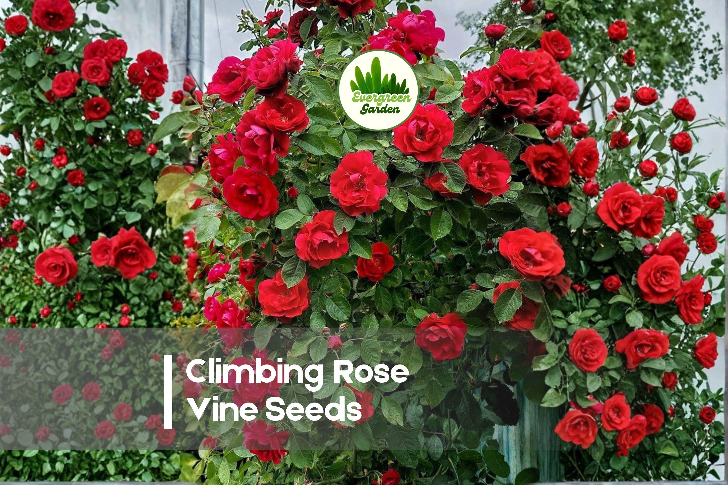 Climbing Rose Vine Seeds, Rosa spp., Flowering Perennial for Trellises, Arches & Fences, Garden Decor