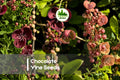Chocolate Vine Seeds, Akebia quinata, Fragrant Purple-Brown Flowers, Climbing Perennial Vine for Trellises & Fences