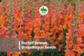 1000+ Rocket Bronze Snapdragon Seeds - Antirrhinum majus, Tall Bronze-Orange Flowers, Easy Grow, Pollinator Attracting, Full Sun Annual