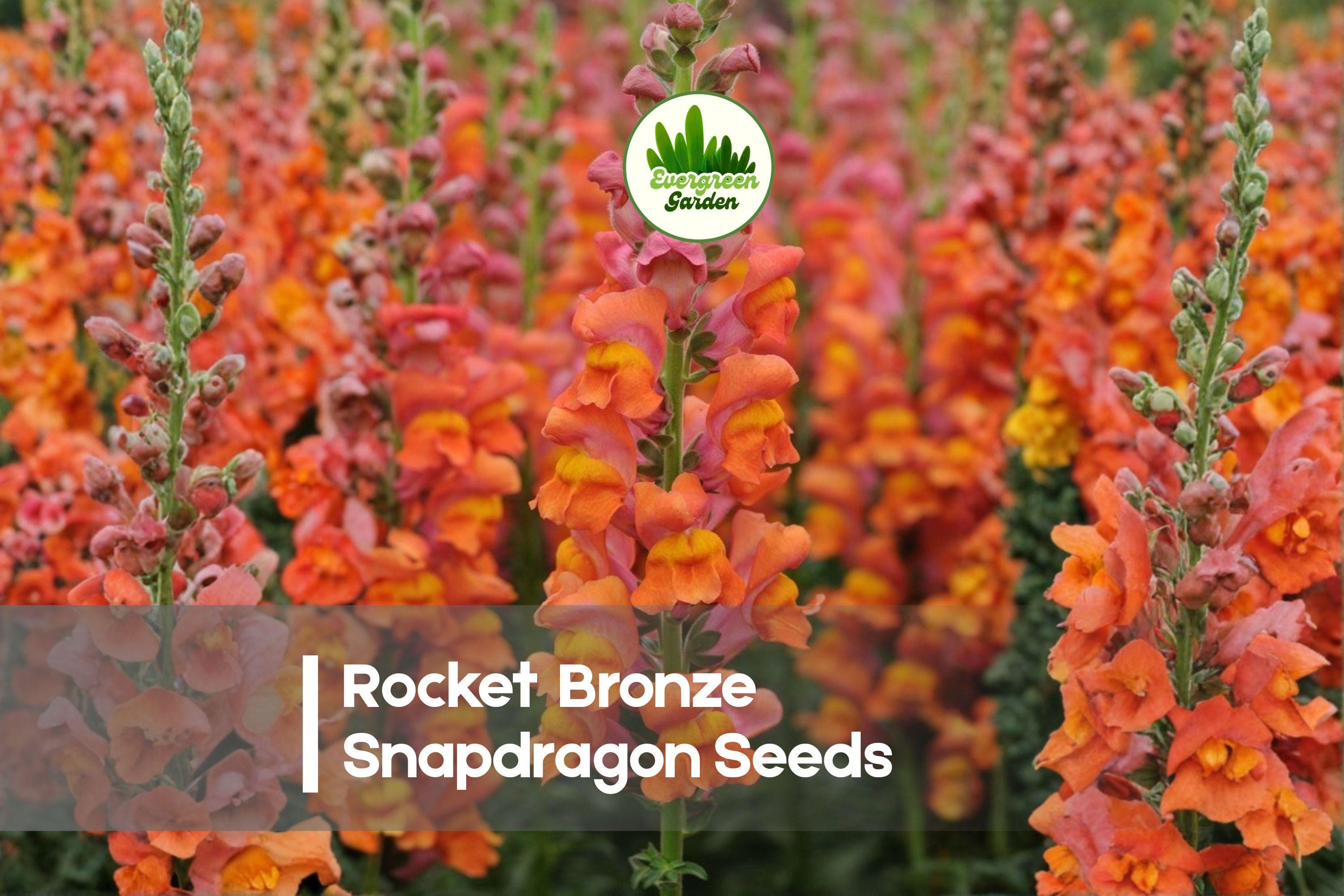 1000+ Rocket Bronze Snapdragon Seeds - Antirrhinum majus, Tall Bronze-Orange Flowers, Easy Grow, Pollinator Attracting, Full Sun Annual