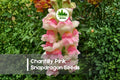 1000+ Chantilly Pink Snapdragon Seeds, Soft Pink Fragrant Blooms, Antirrhinum majus, Annual Flower for Borders & Cut Flowers