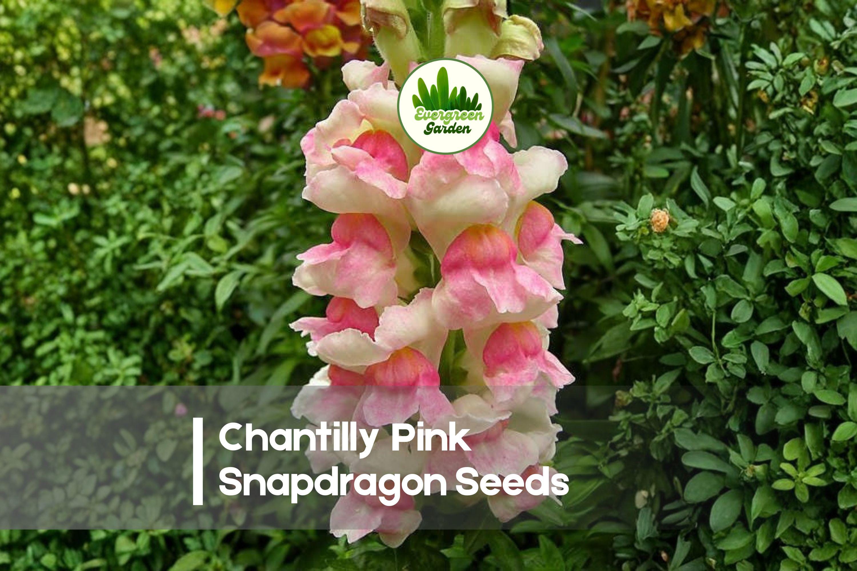 1000+ Chantilly Pink Snapdragon Seeds, Soft Pink Fragrant Blooms, Antirrhinum majus, Annual Flower for Borders & Cut Flowers