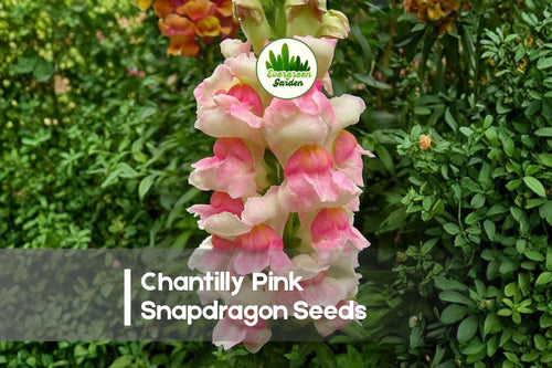 1000+ Chantilly Pink Snapdragon Seeds, Soft Pink Fragrant Blooms, Antirrhinum majus, Annual Flower for Borders & Cut Flowers