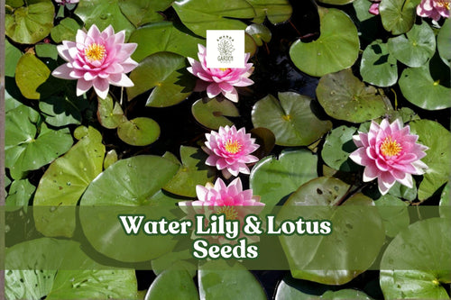 10 Water Lily and Lotus Seeds | Aquatic Flower Plants for Ponds & Water Gardens | Nymphaea & Nelumbo Nucifera