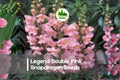 1000+ Legend Double Pink Snapdragon Seeds – Soft Pink Double Blooms, Annual Flower, Antirrhinum majus, Garden, Cut Flower, Border