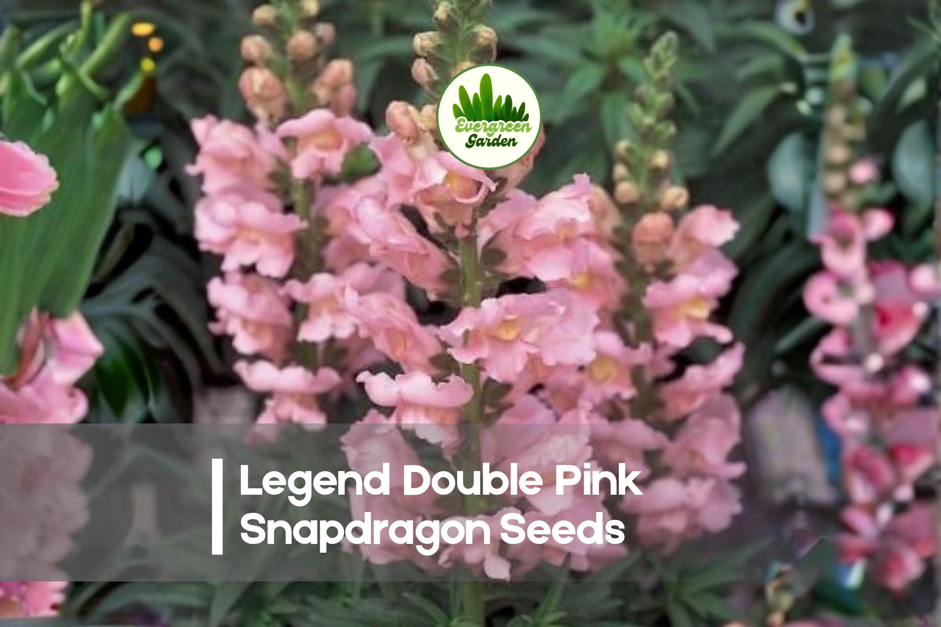 1000+ Legend Double Pink Snapdragon Seeds – Soft Pink Double Blooms, Annual Flower, Antirrhinum majus, Garden, Cut Flower, Border