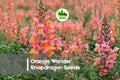 1000+ Orange Wonder Snapdragon Seeds - Bright Orange Antirrhinum majus for Borders, Containers, and Cut Flowers