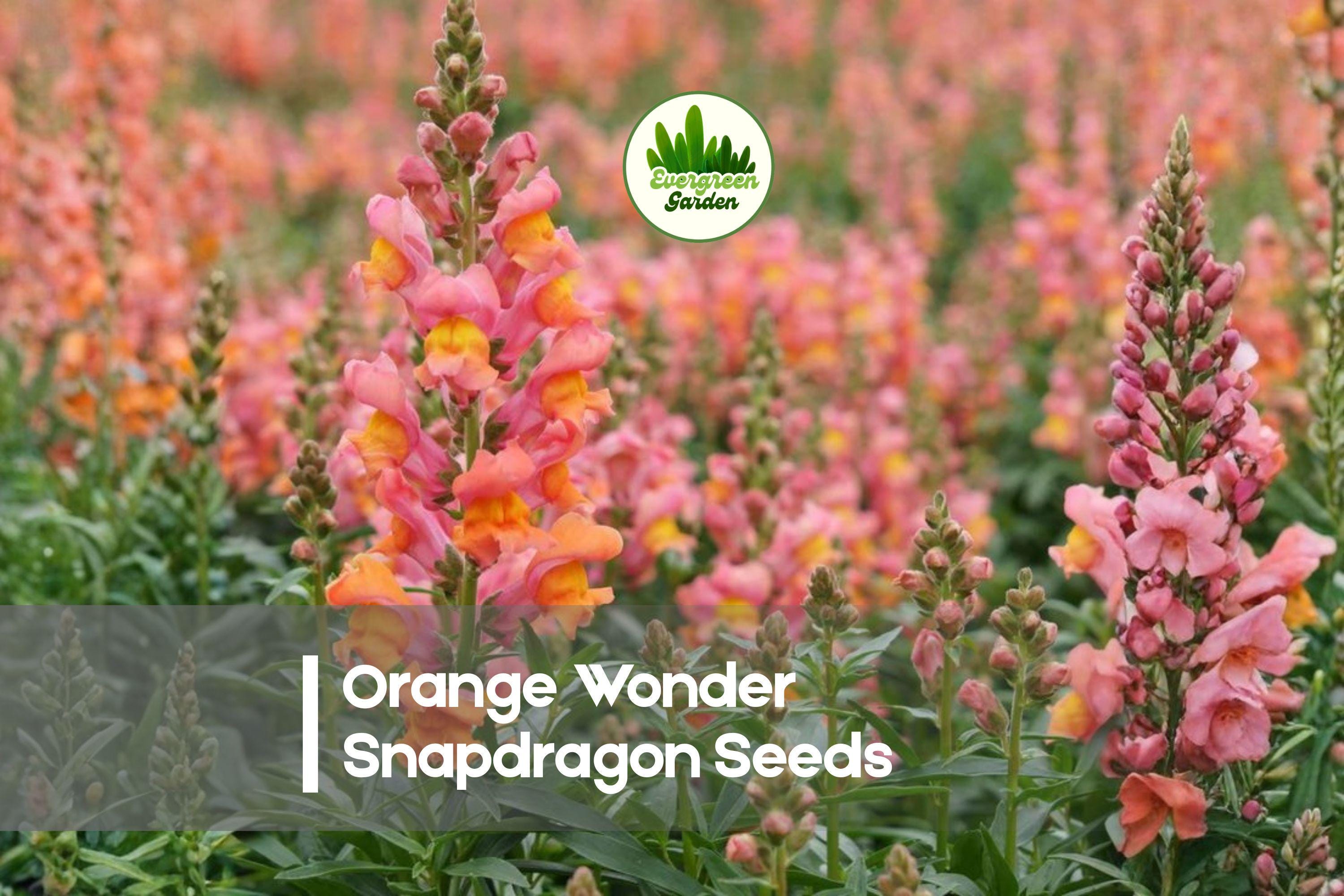 1000+ Orange Wonder Snapdragon Seeds - Bright Orange Antirrhinum majus for Borders, Containers, and Cut Flowers