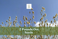 2 lbs Non-GMO Avena sativa Oat Seeds for Cover Crop, Grain, and Animal Feed | Bulk Grain Crop Seed