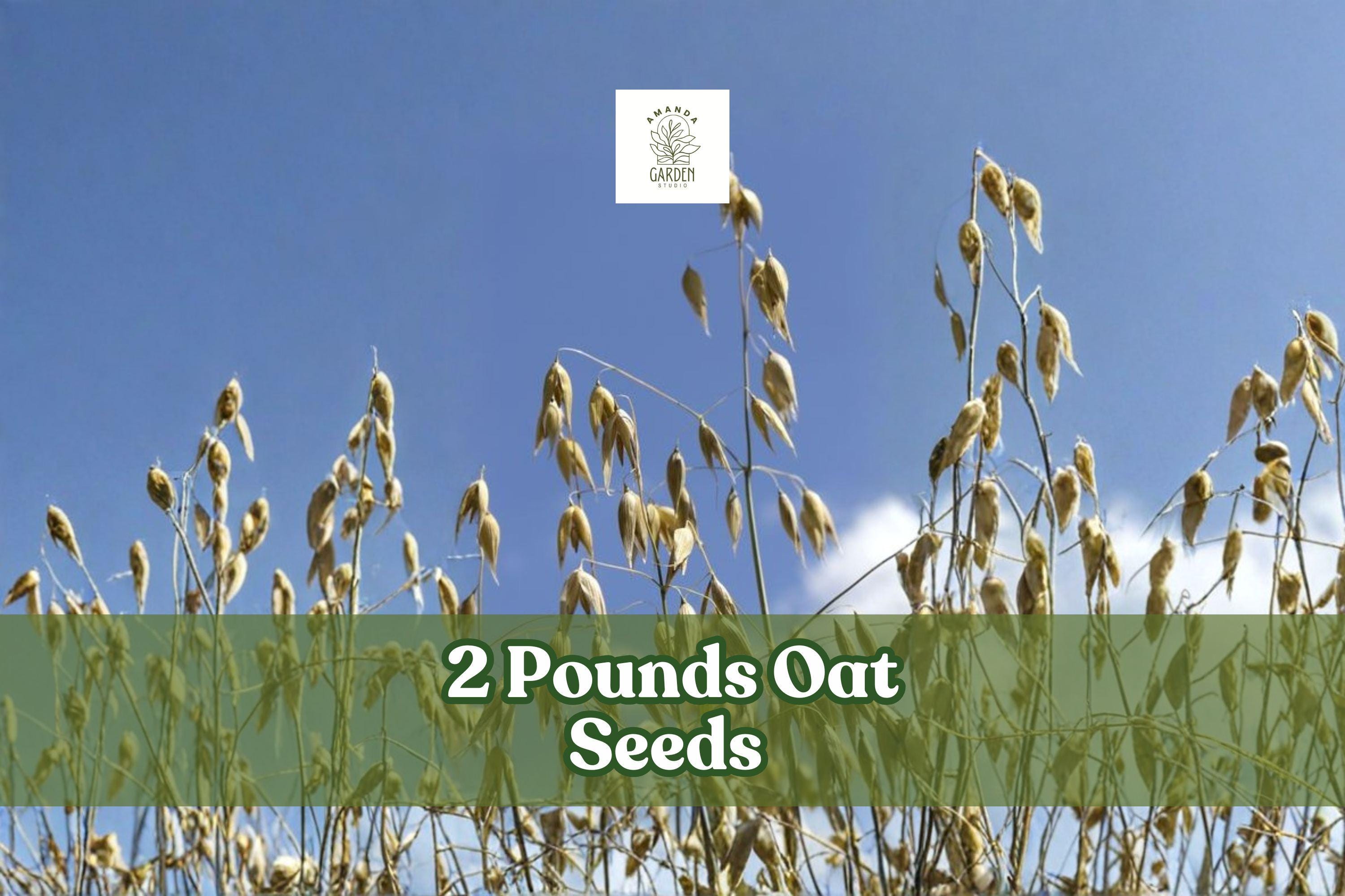 2 lbs Non-GMO Avena sativa Oat Seeds for Cover Crop, Grain, and Animal Feed | Bulk Grain Crop Seed