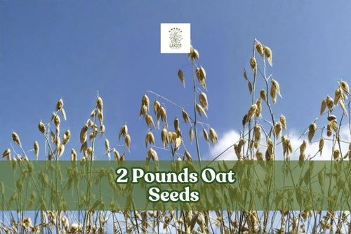 2 lbs Non-GMO Avena sativa Oat Seeds for Cover Crop, Grain, and Animal Feed | Bulk Grain Crop Seed