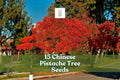 15 Chinese Pistache Seeds | Pistacia chinensis Ornamental Shade Tree with Red-Orange Fall Foliage