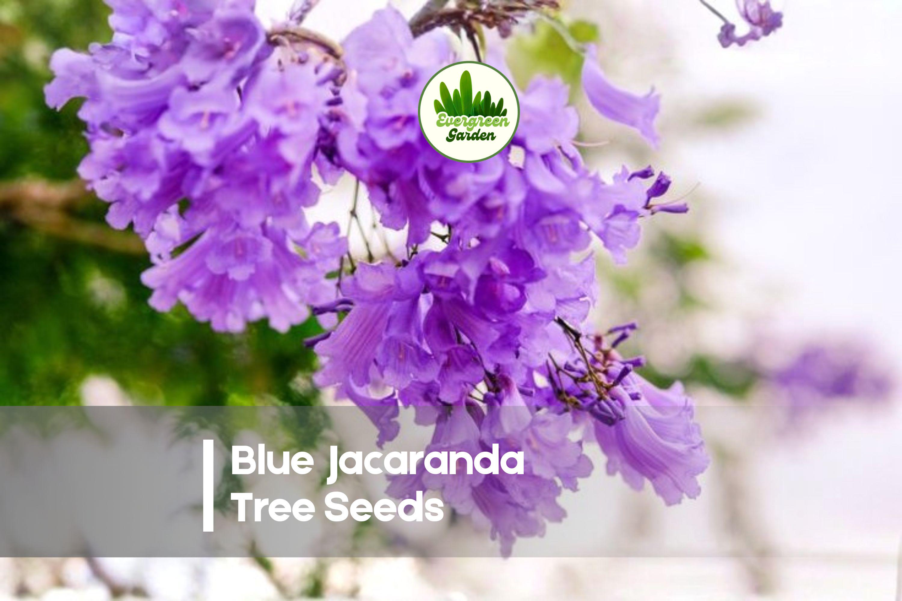 100 Blue Jacaranda Tree Seeds - Exotic Lavender-Blue Flowering Ornamental Tree, Jacaranda mimosifolia
