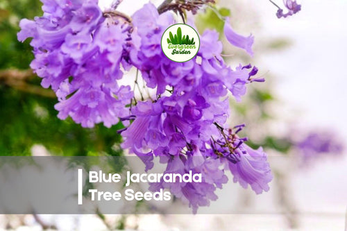 100 Blue Jacaranda Tree Seeds - Exotic Lavender-Blue Flowering Ornamental Tree, Jacaranda mimosifolia