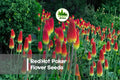 Red Hot Poker Flower Seeds - Kniphofia uvaria, Bright Torch-Like Blooms, Drought & Heat Tolerant, Attracts Pollinators, 100 Seeds