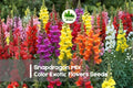 250 Snapdragon Seeds Mix Color - Antirrhinum majus, Vibrant Flower Seeds for Borders, Containers & Cut Flowers